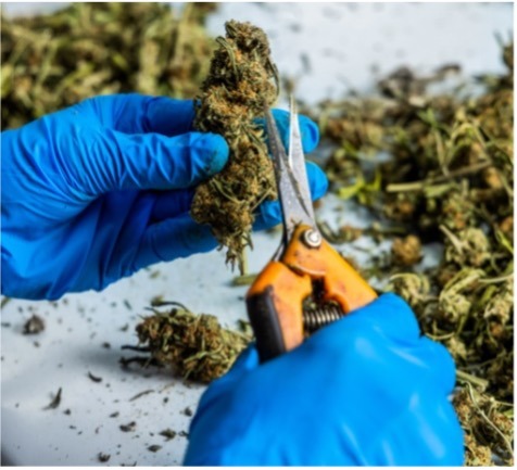 Cannabis trimming- hand trimming