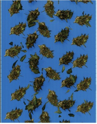 de-leafing with an automatic bud trimming machine.