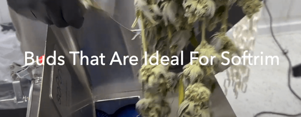 Automatic Bud Trimmer- Buds that are Ideal for Softrim