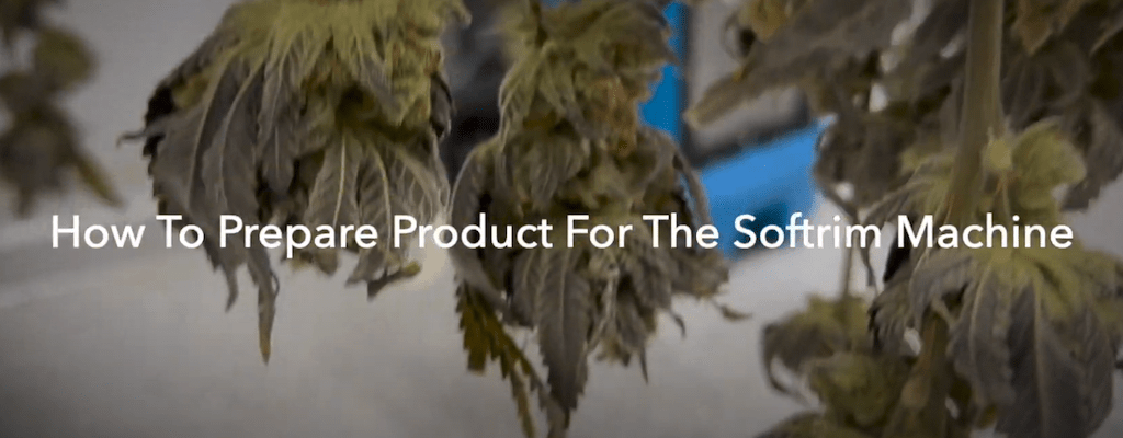 Automatic Bud Trimmer- How to Prepare Product For the Softrim Machine