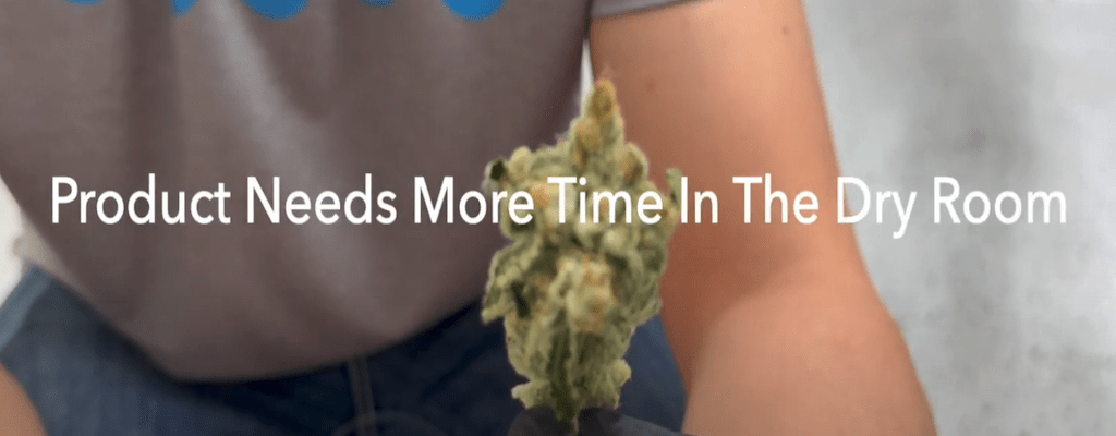 Automatic Bud Trimmer Product Needs More Time in the Dry Room
