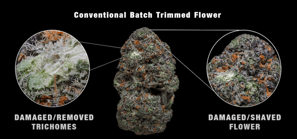 Bud Trimmer - conventional batch trimmed flower