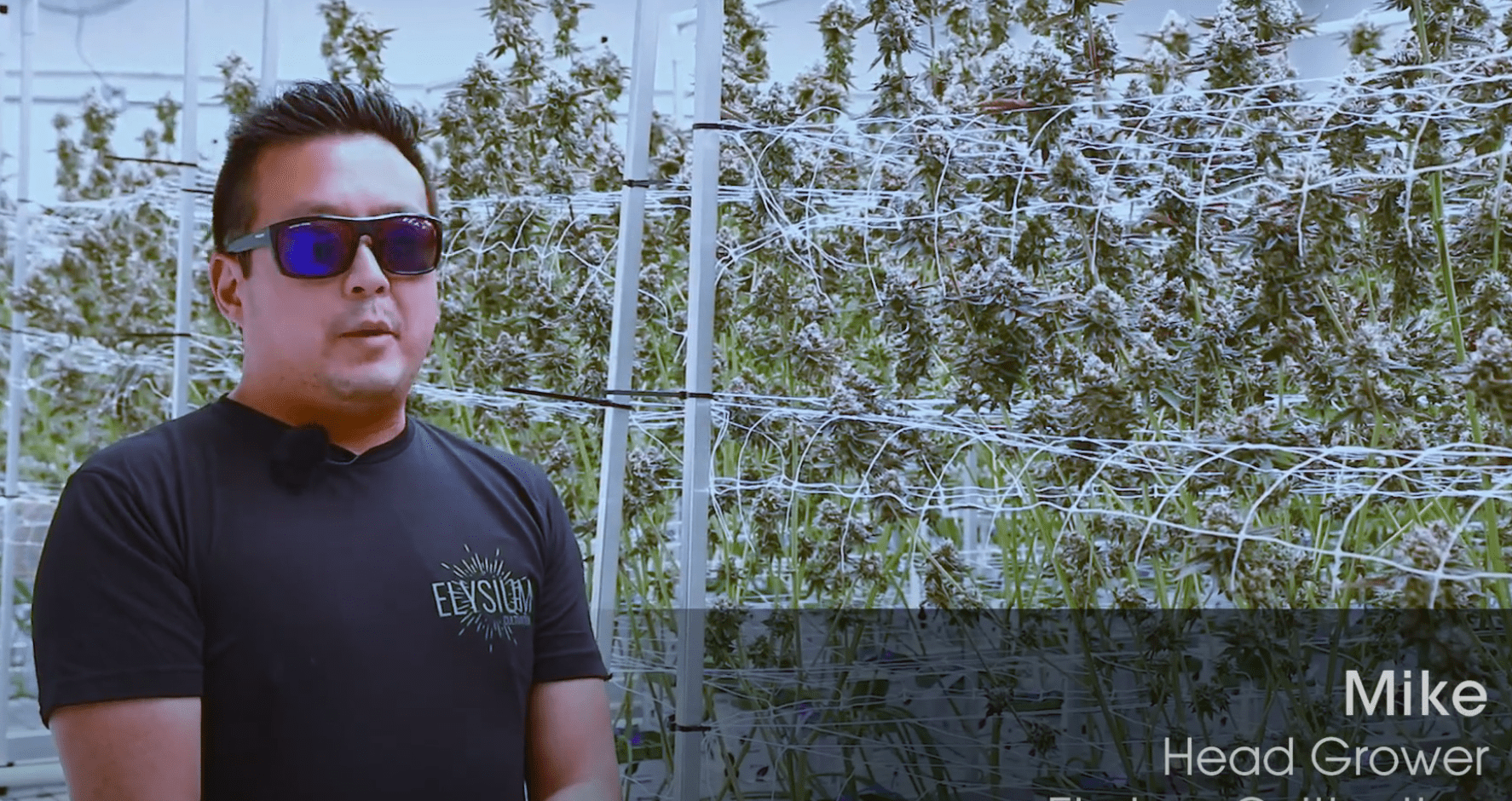 Bud Trimmers - Mike-Elysium Head Grower review