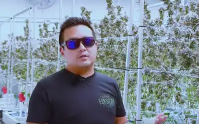 Elysium Cultivation Talks About Getting More A & B Product Instead Of Just Trim