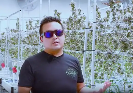 Elysium Cultivation Talks About Getting More A & B Product Instead Of Just Trim